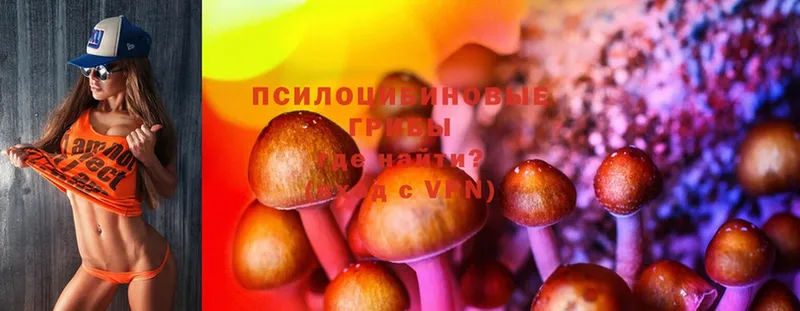 Галлюциногенные грибы Psilocybine cubensis  где найти   Грозный 